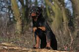 ROTTWEILER 490